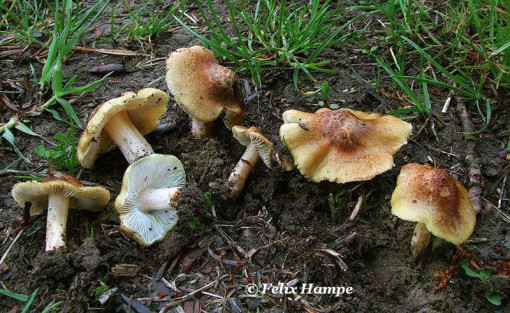 Inocybe squamata